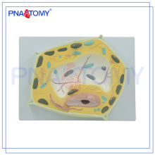 PNT-0835 Biological teaching aids Plant cell model